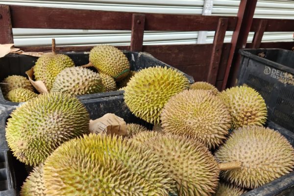 Durian Feast 2023_DpstarGroup (12)